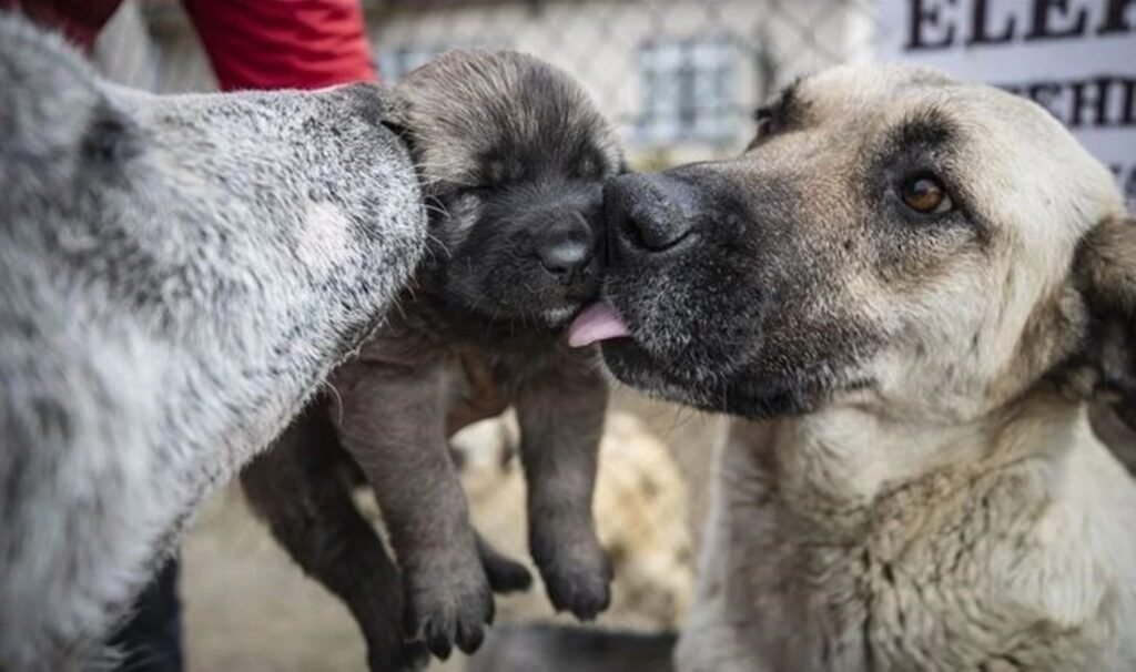 Doç. Dr. Cüneyt Narin: ‘Evcil hayvan sahibi olmak kalbe iyi geliyor’