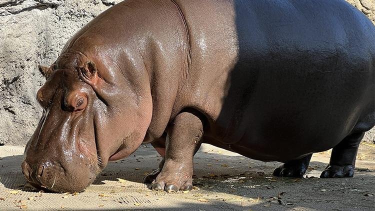 Japonya şaşkın! 7 yıldır erkek olduğu düşünülen su aygırı dişi çıktı
