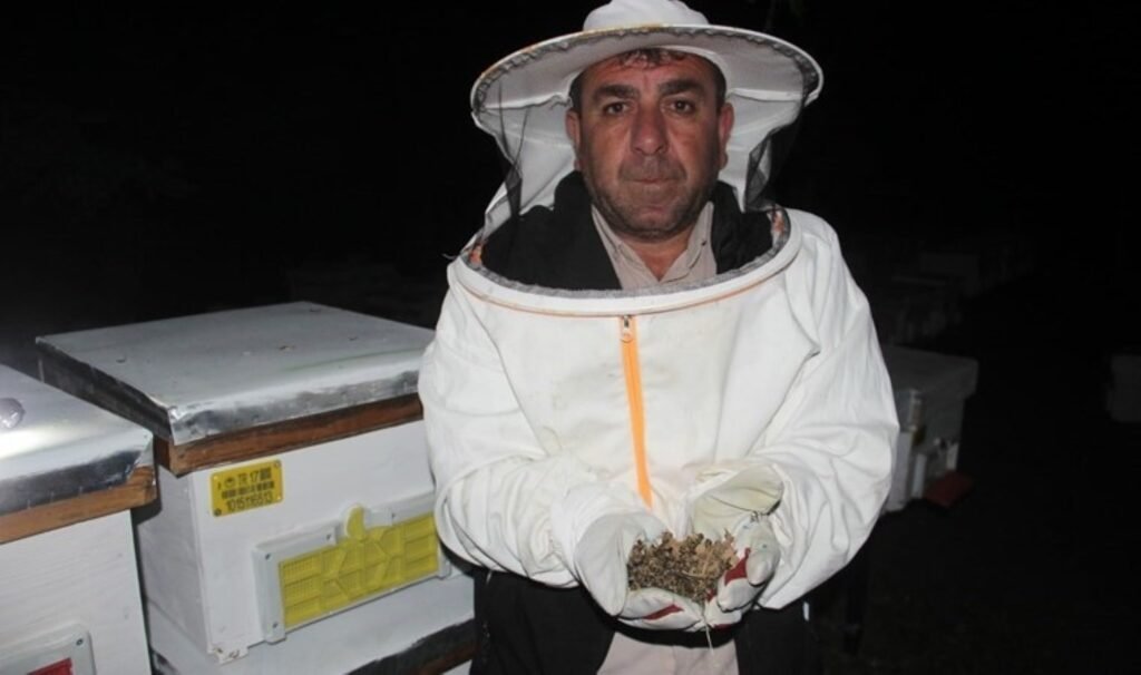 Çanakkale’de toplu arı ölümleri: ‘Basit bir şey değil’