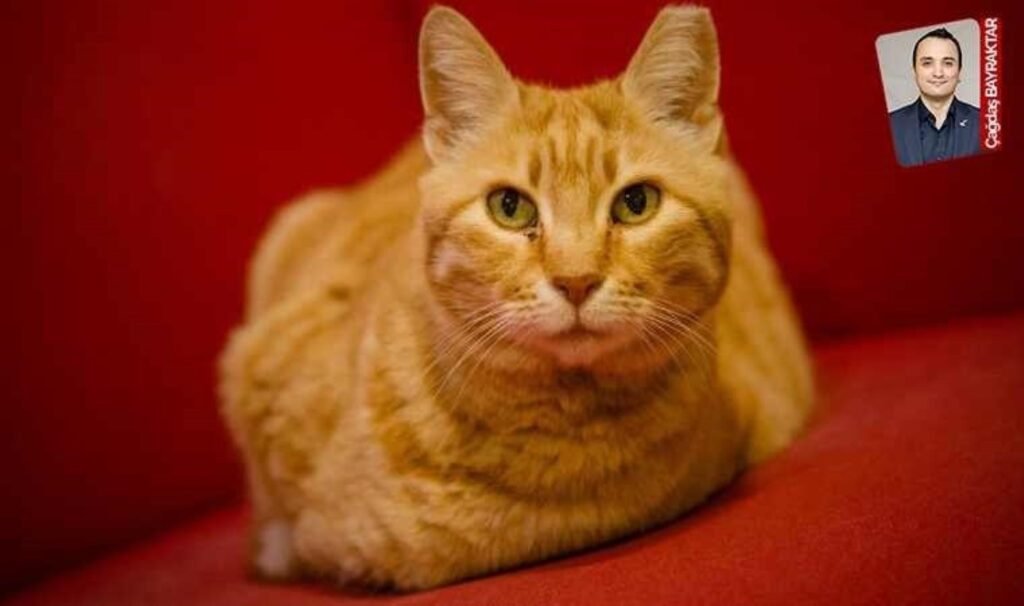 Cumhuriyet’in 100. yılı: Cumhuriyet’in kedileri…