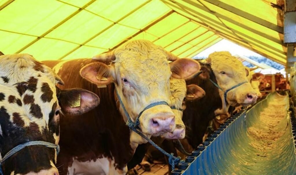 Bayrama günler kala İstanbul’da ‘En Güzel Kurbanlık’ yarışması düzenlendi