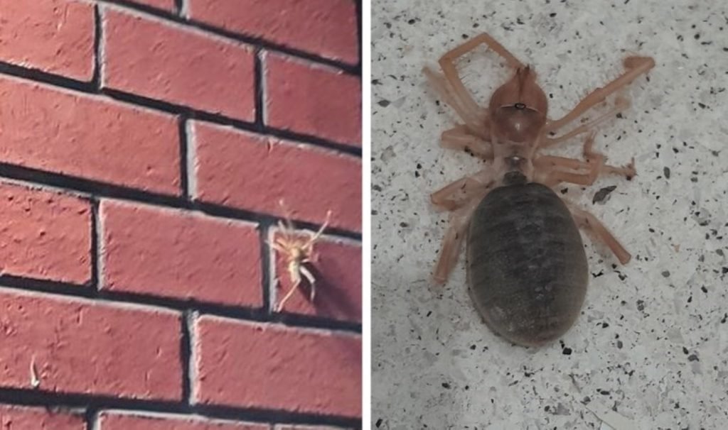 Bir ilde daha görüldü… Uzmanlar uyardı: Et parçalarını kolayca koparıyor!