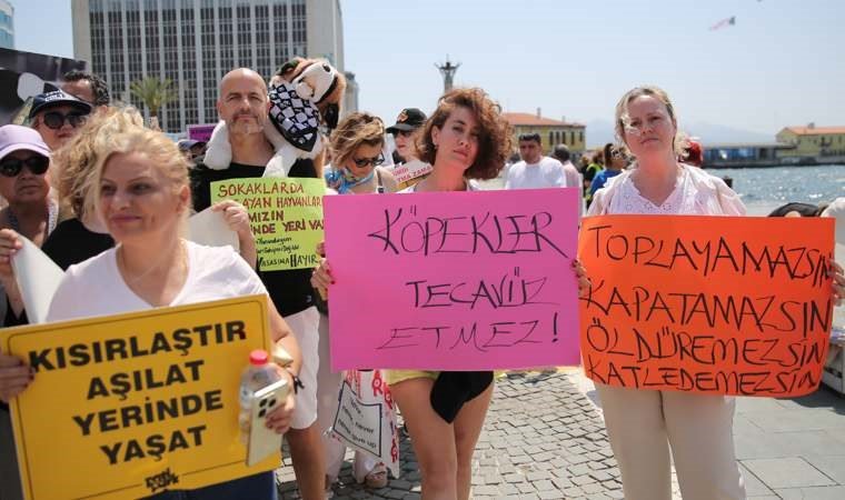 Hayvan severler dört bir yanda toplandı: Başımızın üstünde yerleri var