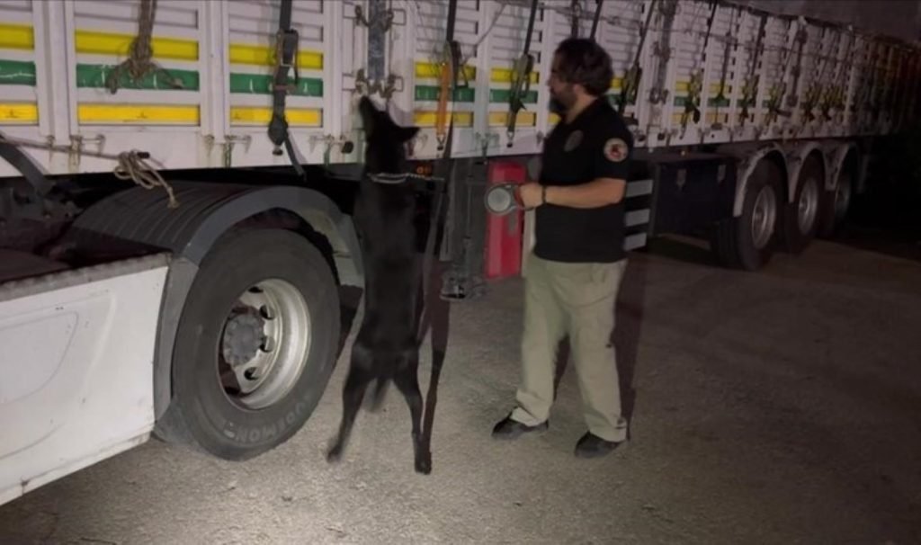 Saman balyalarının arasında esrar ele geçirdi