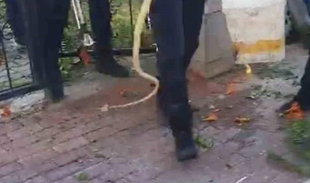 Sitenin bahçe kapısında yılan paniği