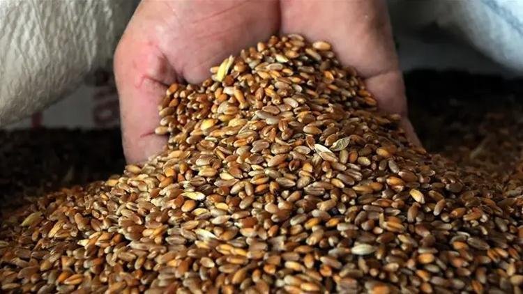 Son dakika haberi! Hububat alım fiyatları açıklandı