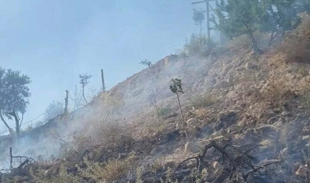 Zeytinliği yakan 2 şüpheli serbest bırakıldı