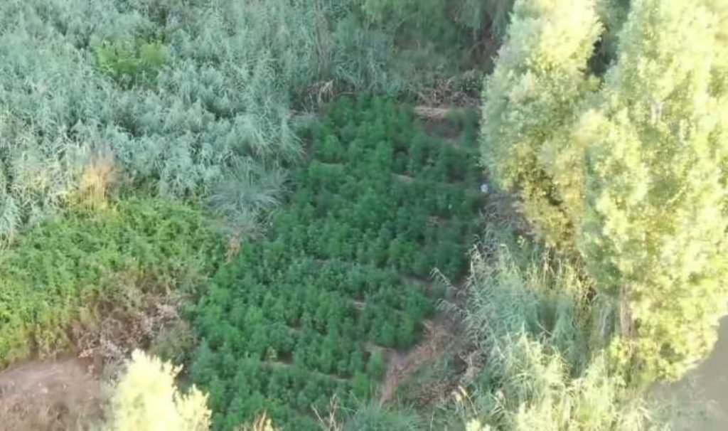 Hevsel Bahçeleri’nde 3 bin 267 kök kenevir ele geçirildi