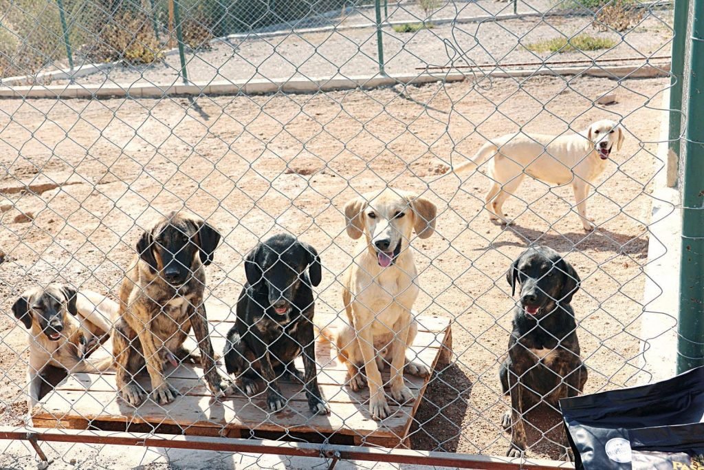 Kedi köpek maması ihracatı 73 milyon dolar