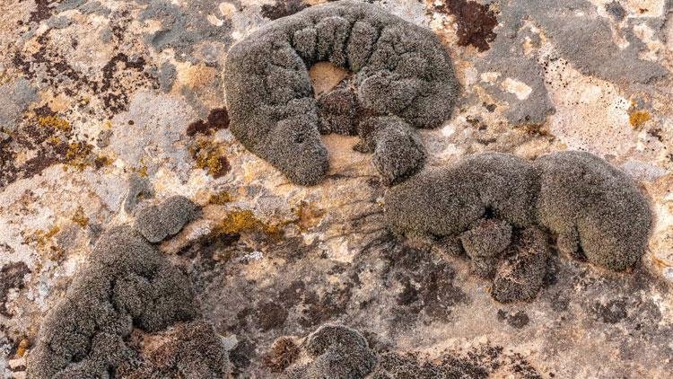 Mars’a en uygun bitki: Çöl yosunu