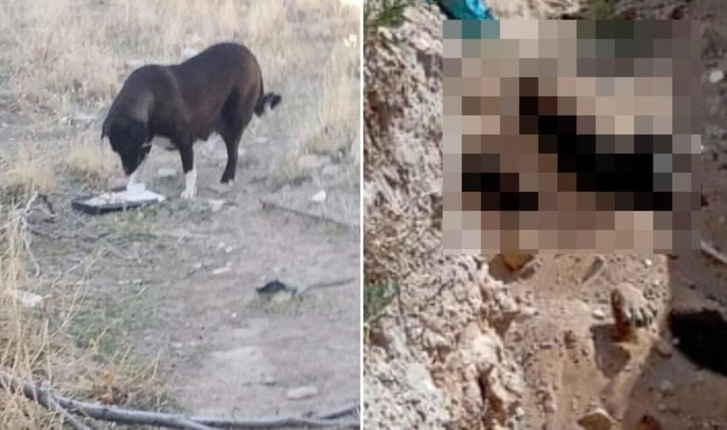 AKP’li Niğde Belediyesi köpekleri ‘uyutarak’ toplu mezarlara gömdü argümanı