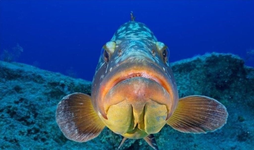 Denizdeki değişimler erken devir canlı çeşitliliğinde tesirli