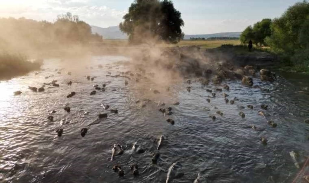 Erciyes’in eteklerinde ‘manda’ banyosu