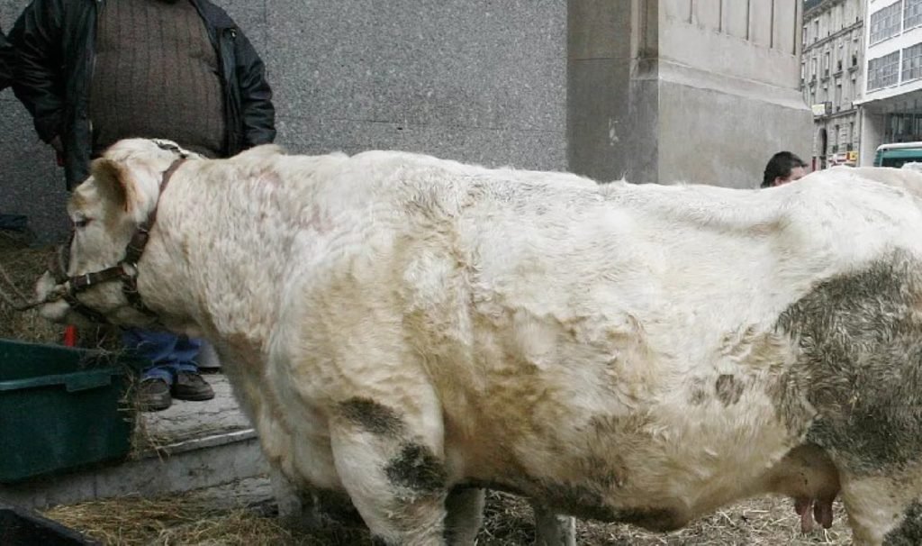 İngiltere’de ‘Mavi Dil’ paniği: Bu yıl ilk vaka tespit edildi