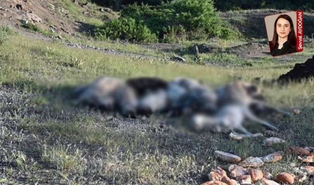 Katliam yasası sonrası şiddet haberleri gün geçtikçe arttı, hukukçular reaksiyon gösterdi: