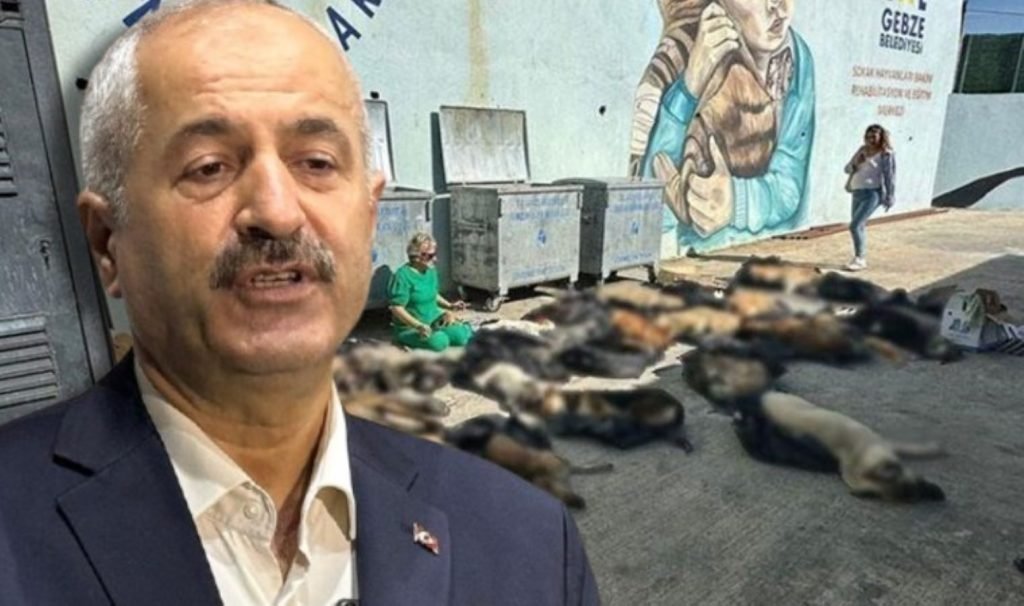 İsmi ‘hayvan katliamı’ ile anılan AKP’li Gebze Belediyesi hayvanseverleri suçladı