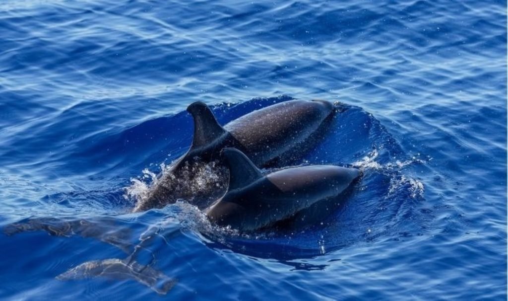 Yunusların nefesinde birinci kere mikroplastiğe rastlandı
