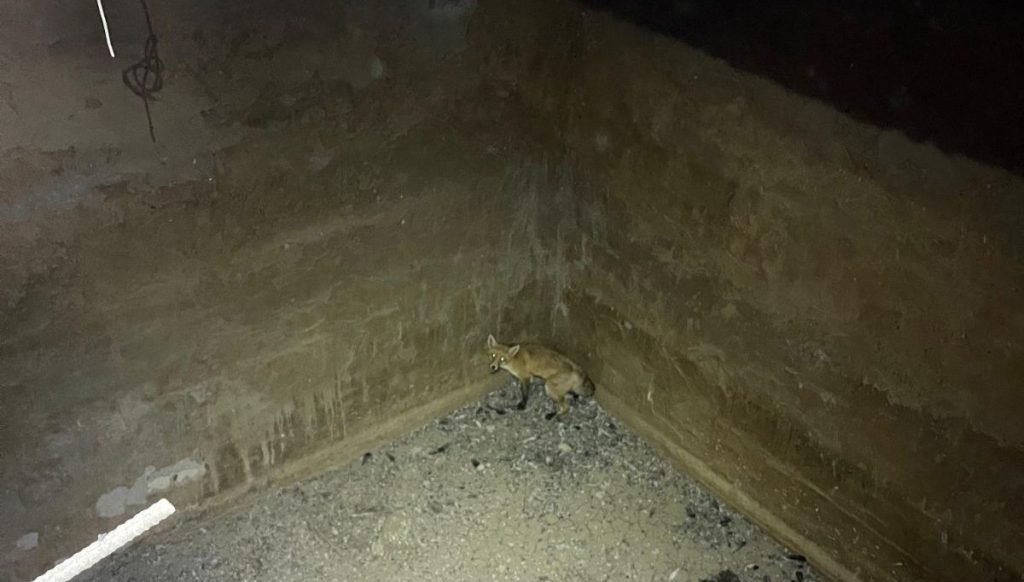 Ağrı’da kuyuda mahsur kalan tilki böyle kurtarıldı