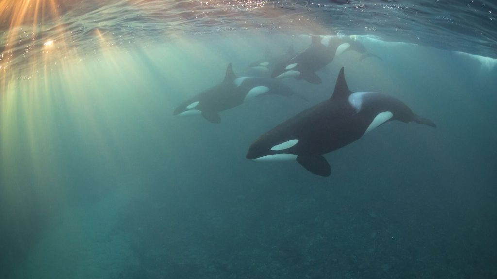Balinaların köpek balığı avlama tekniği keşfedildi: Kurbanlarının cinsel organına saldırıyor