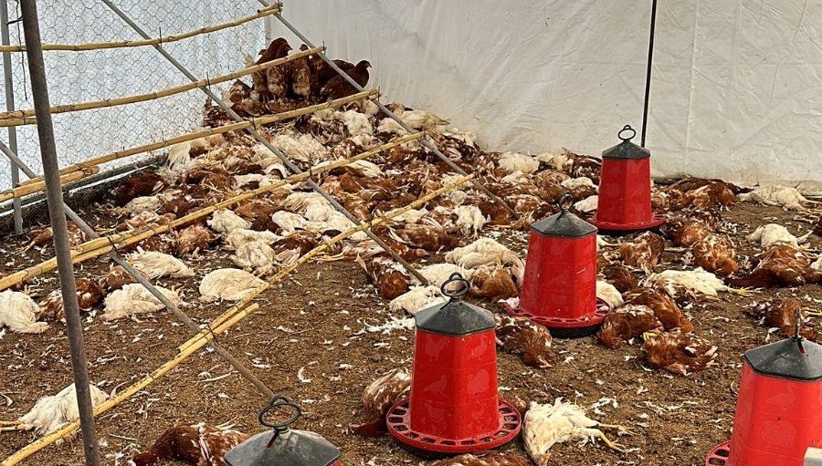 Bodrum’da sahipsiz köpekler kümese daldı: Binden fazla tavuk telef oldu