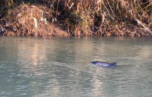 Bartın’da görüntülenen yunus için kurtarma çalışması başlatıldı