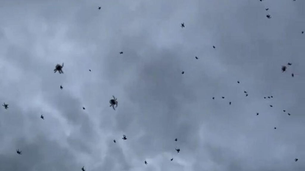 Brezilya’da ‘örümcek yağmuru’: ‘Gökten örümcek mi yağıyor?’