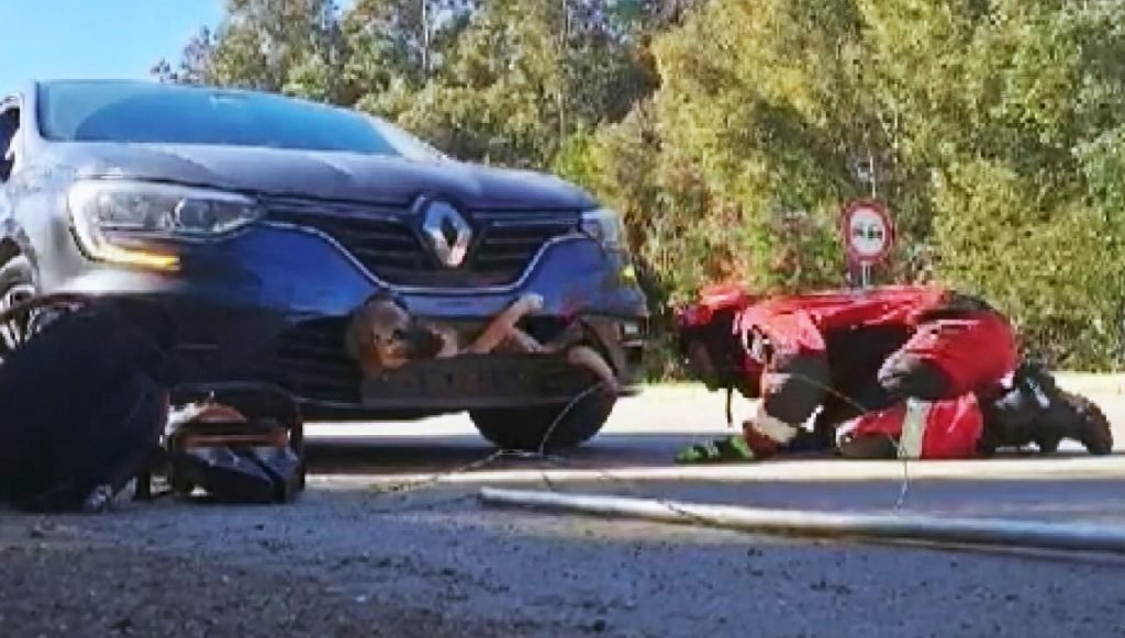 Aracın çarptığı köpek tampona sıkıştı