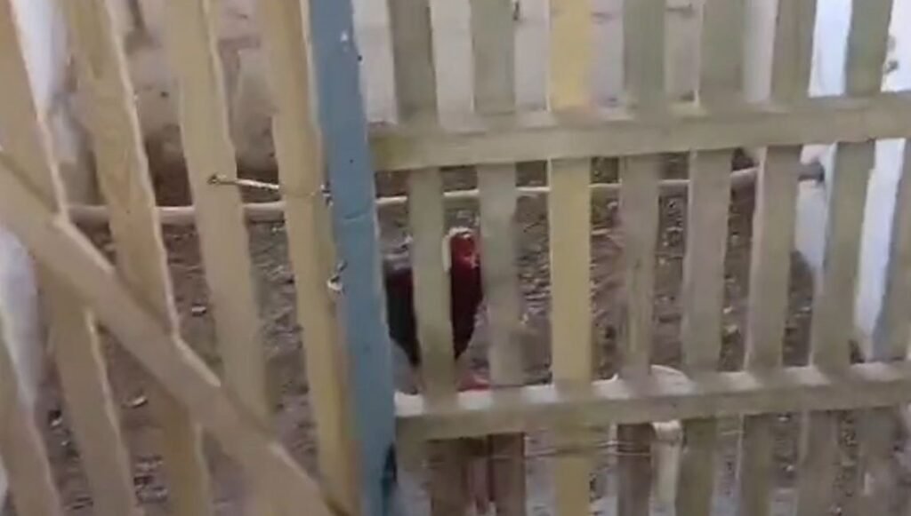 Horoz dövüşü pahalıya patladı: 1.2 milyon TL ceza