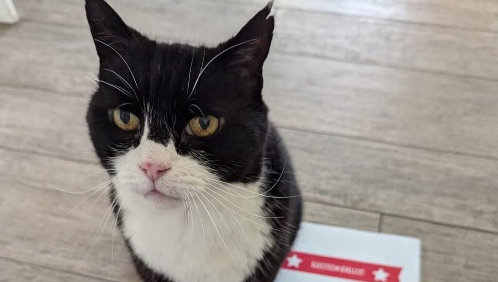 “Kedi ilişkileri danışmanı” Palmerston, seçimler için oy kullandı