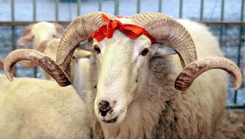 Kurban Bayramı’na kaç gün kaldı? 2025 Kurban Bayramı ne zaman?