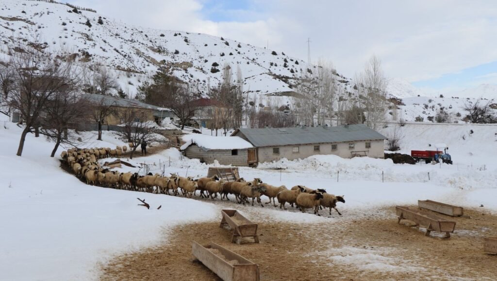 Erzincan’da kış günleri uzadı: Zorlu kuzu mesaisi sürüyor