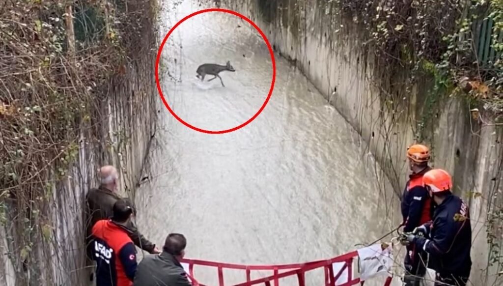 Mahsur kalan karaca için kurtarma operasyonu