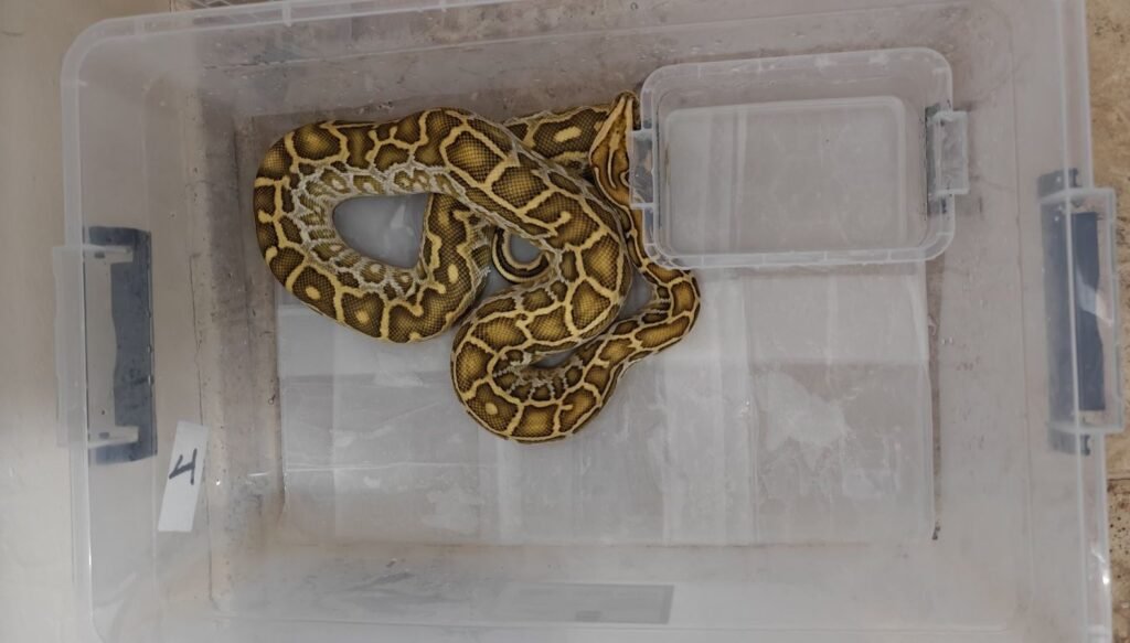 Sivas’ta egzotik hayvan operasyonu