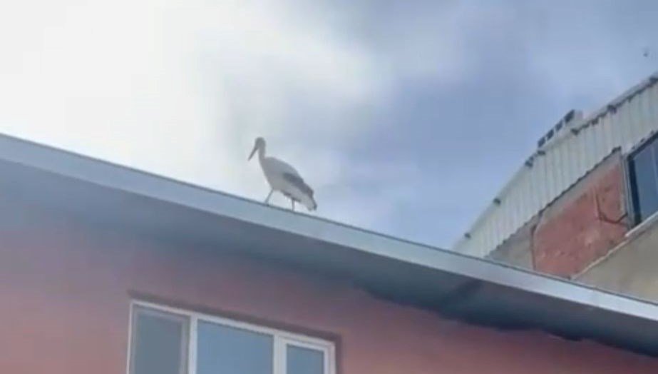 Yusuf dayının leyleği “Bilal” bu yıl da geldi