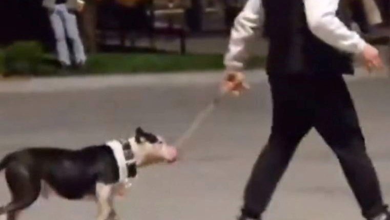 Ağızlıksız pitbullu başka köpeklerin üzerine saldı: Sahibine para cezası