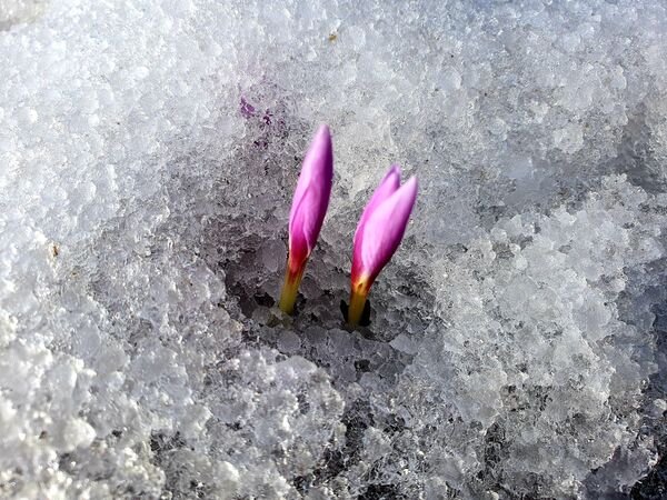 Erzurum’un yükseklerinin bir yanı kar, bir yanı bahar