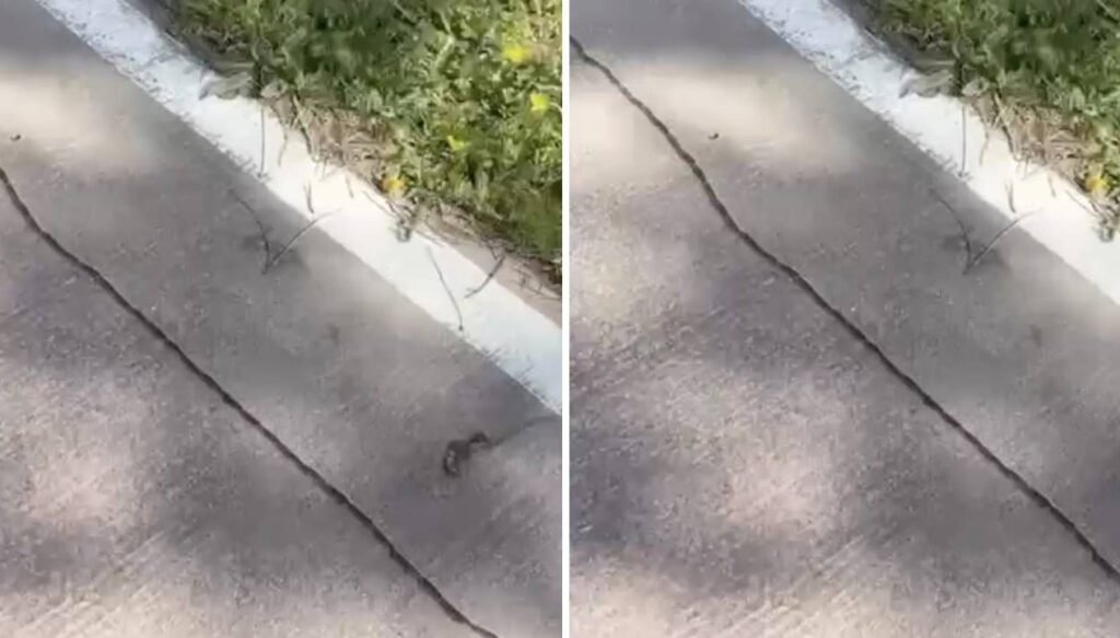 İstanbul’da tırtıl istilası başladı, uzmanlar uyardı: “Dokunulmamalı”