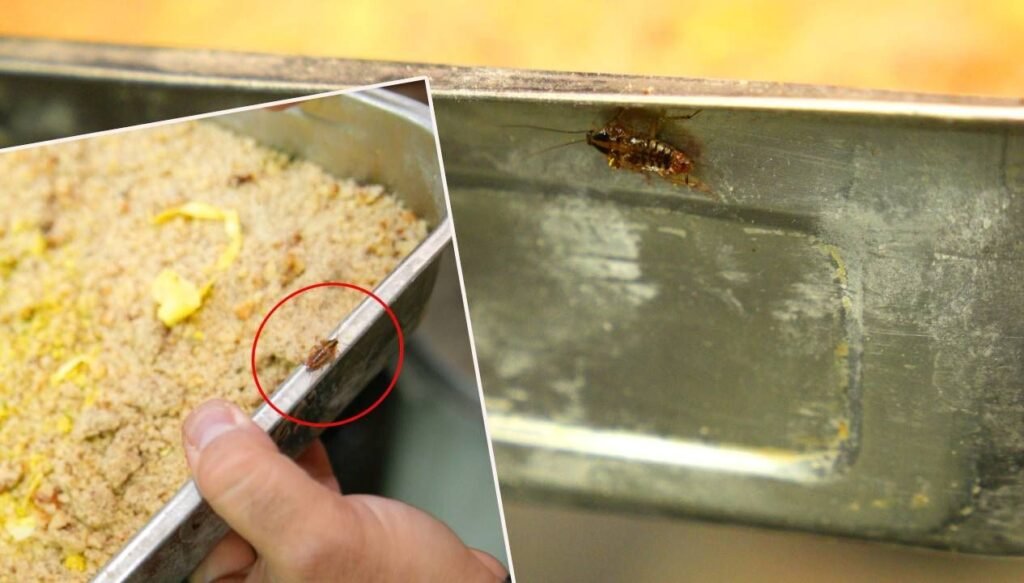 Tatlı imalathanesinde mide bulandıran görüntü