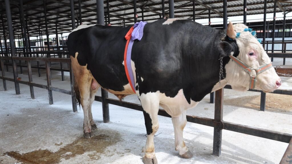 1.2 ton ağırlığındaki tosun 350 bin liraya satıldı