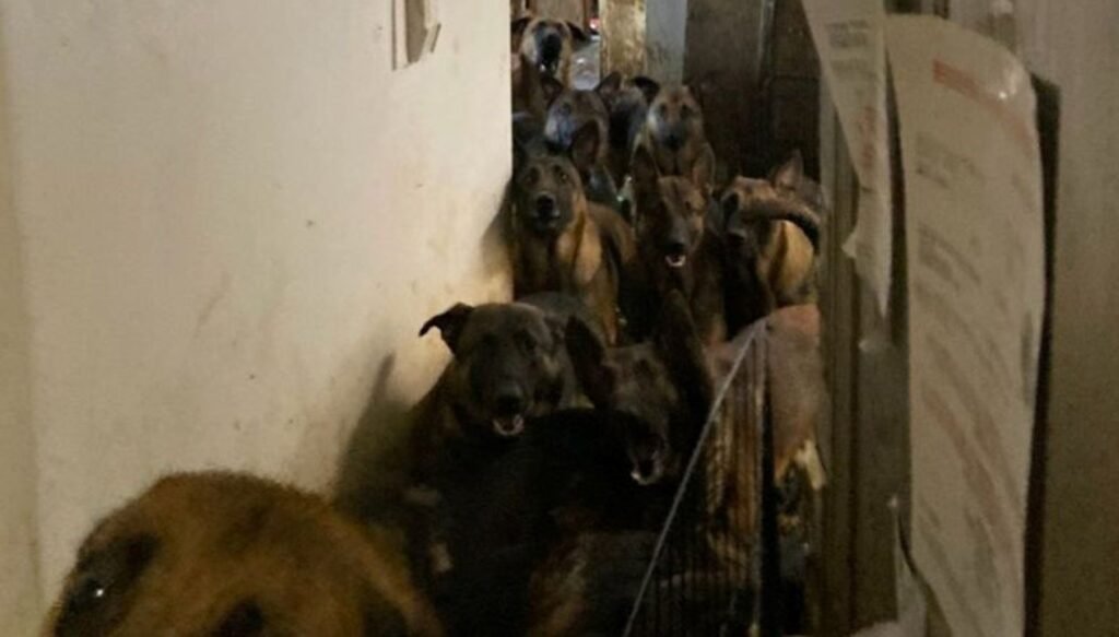 ABD’de boşaltılan apartman dairesinden 48 köpek çıktı