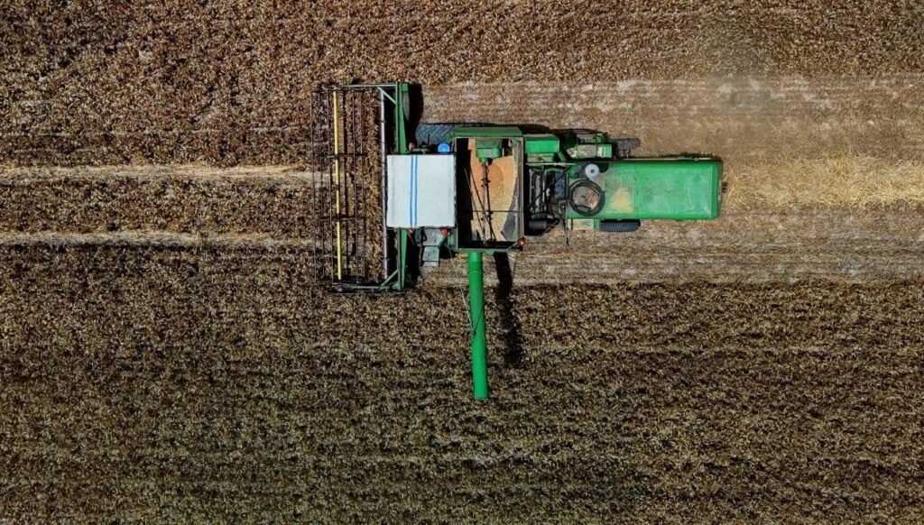 Adana’da ilk buğday hasadı başladı, kuraklık rekolteyi vurdu