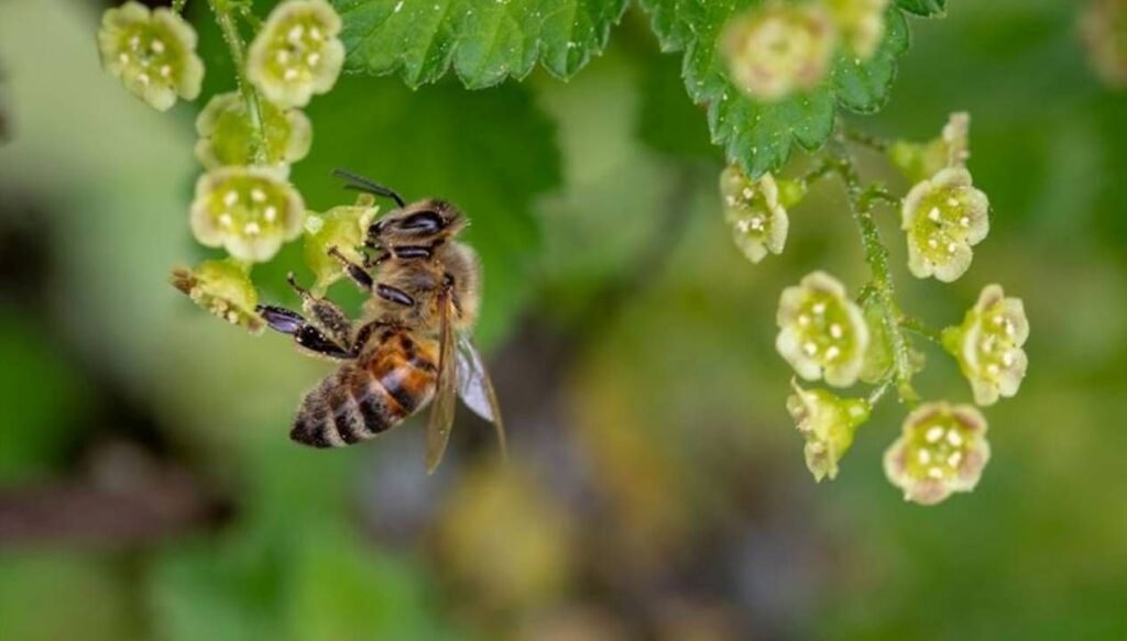 Arı sokan genç kız öldü