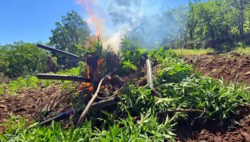 Diyarbakır’da 7 milyon 543 bin 818 kök kenevir ele geçirildi