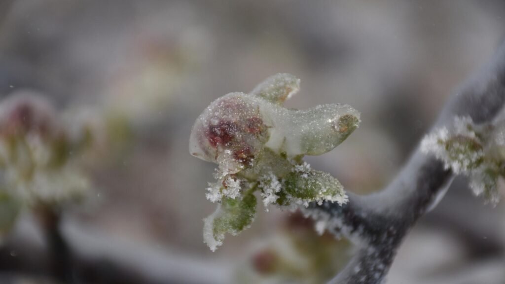 Don sonrası uzmanından uyarı: ‘Çukur ve düz alanlarda don zararına uğrayabilecek bitkileri yetiştirmemek akıllıca olur’