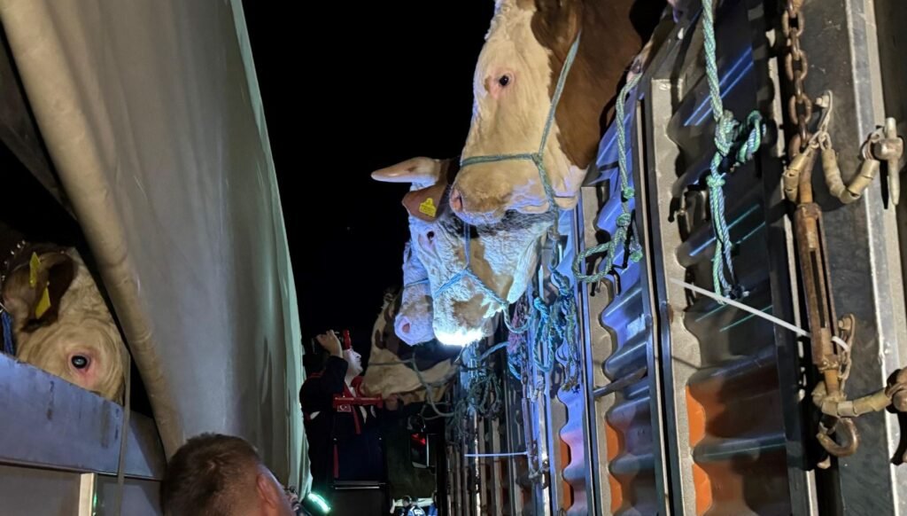 İstanbul’a kurbanlık hayvan girişleri başladı