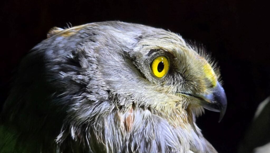 Kırmızı listedeki yırtıcı yaralı halde bulundu