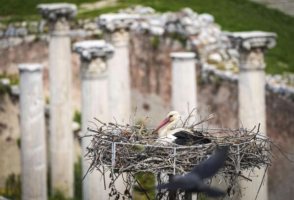 Leylekler, İzmir’in Selçuk ilçesinde bulunan tarihi yapıları mesken tuttu