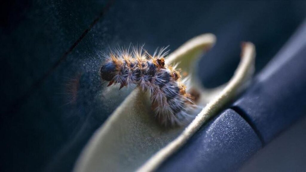 Masum gibi görünüyorlar ama tehlikeli: Bazı illeri istila etti, ‘fazla temasta hastaneye başvurun’ uyarısı