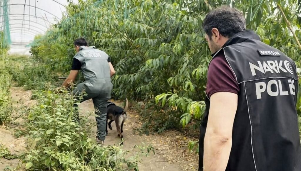 Şeftali serasında dronlu operasyon: Çuvallarca uyuşturucu bulundu