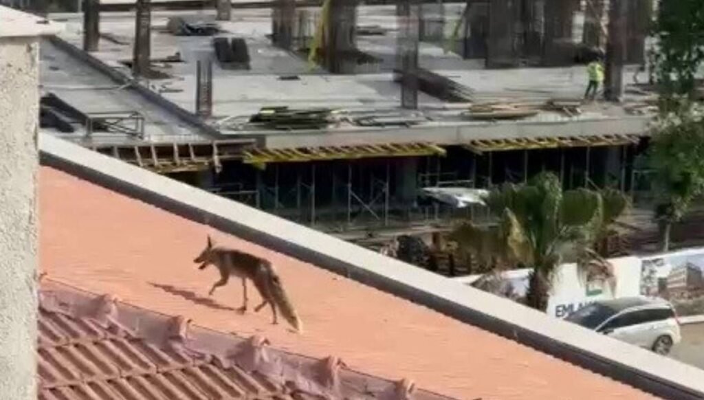 Şehir merkezine indi, çatıya çıktı: Ekipler harekete geçti